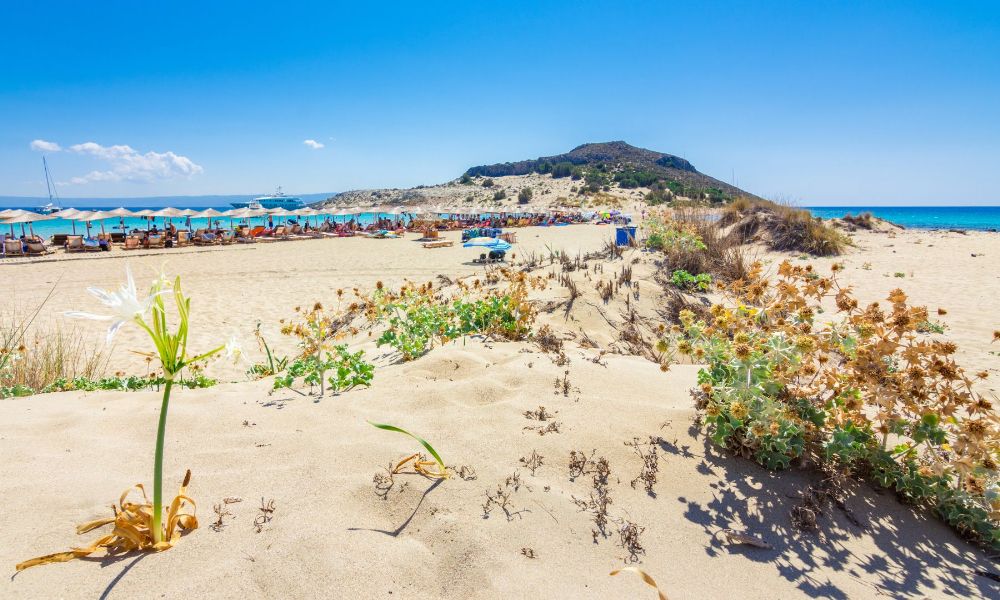A sandy beach with a white flower and bushes in Elafonisos beach Simos