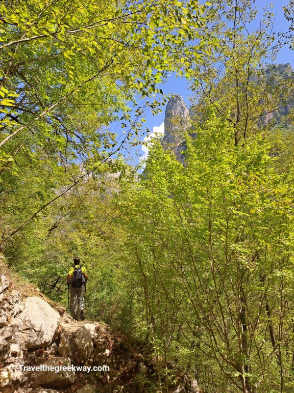 A hiker standing in a forest in Vikos Gorghe in Monodendri Greece.