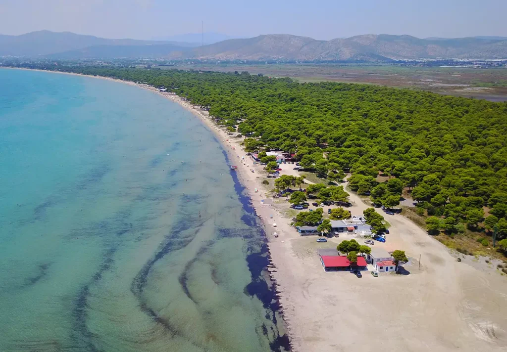 The National Park of Schinias beach and pine forest as seen from a drone in Greece. 