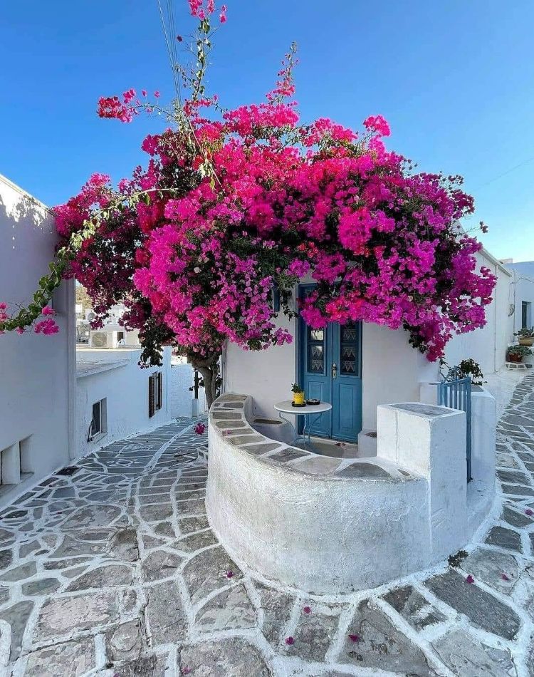 Charming house with vibrant bougainvillea flowers in a village on Paros, Greece.