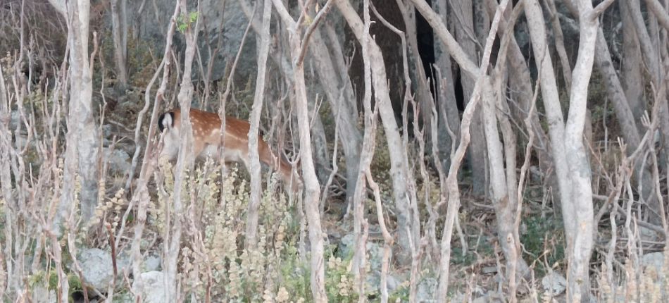 A deer wandering through a dense grove of trees on Lemnos Island.