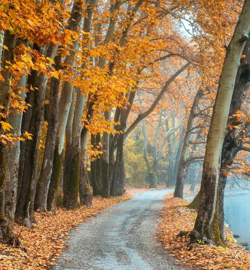 Lakeside road in Kastoria, Greece, lined with tall trees covered in orange and golden autumn leaves.