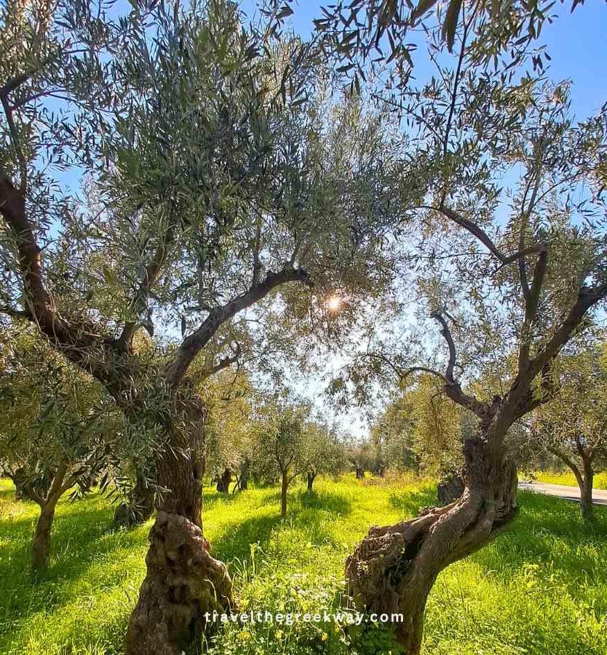 Ancient gnarled olive trees in the sacred grove of Delphi, Greece, with sunlight filtering through the silver-green leaves.