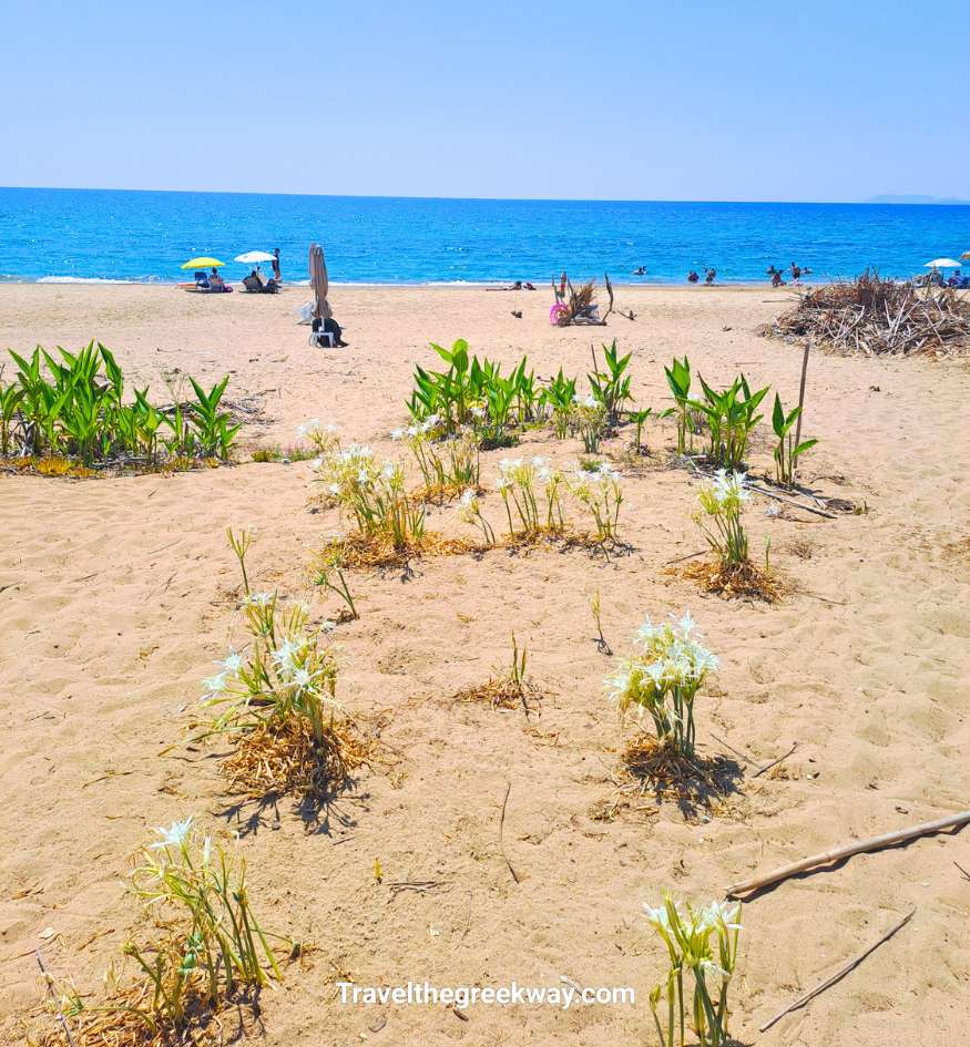 White sea lilies blooming on the sandy dunes of Kaiafas beach with blue sea and distant swimmers in Peloponnese, Greece.